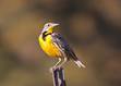 496px-Western_Meadowlark_(Sturnella_neglecta)_(7063379033).jpg