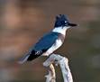 766px-Belted_Kingfisher