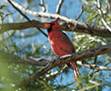 120px-Cardinal-singing