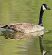 canada-goose.jpg