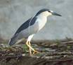 600px-Black_Crowned_Night_Heron_(5770945257)