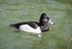 Ring-necked%20Duck%20(Irvine%20Regional%20Park)